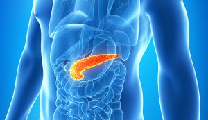 Human pancreas, illustration